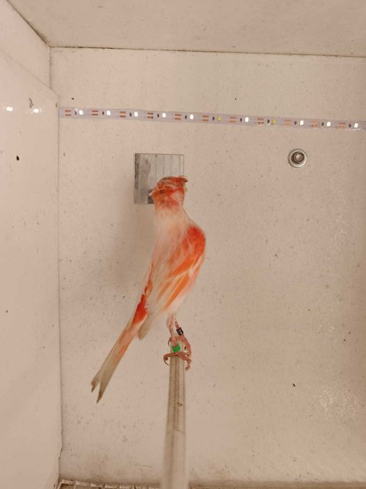 Canário Arlequim Português 2 Machos