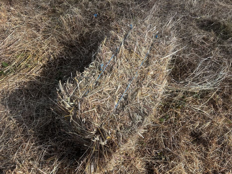 195 Fardos palha nascediça 2025