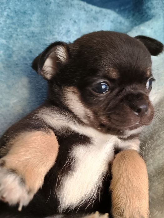 Chihuahua krótkowłosa suczka tricolor ZKwP FCI