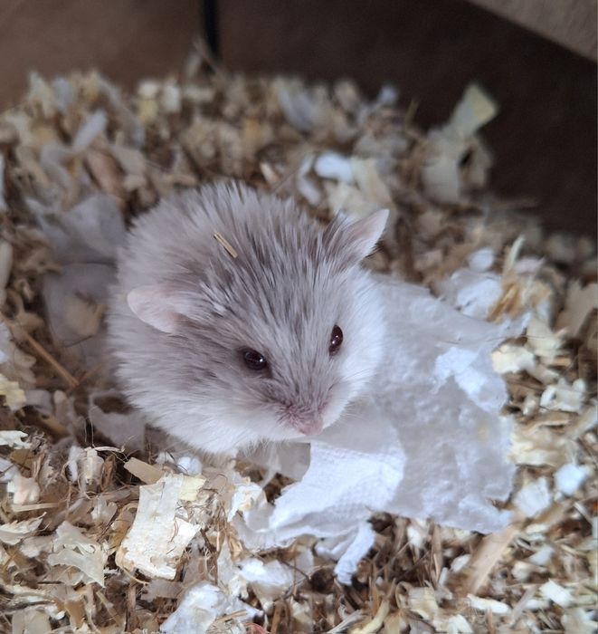 Chomiczki mlode zabajkanskie samce samica satynowe