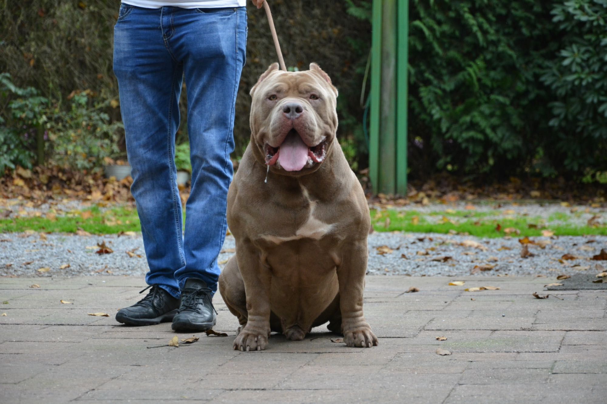 American Bully XL Suczka Champion Bloodline