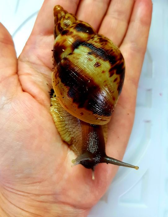 50 гривен Ахатина Ретикулята черноголовые  и альбино6