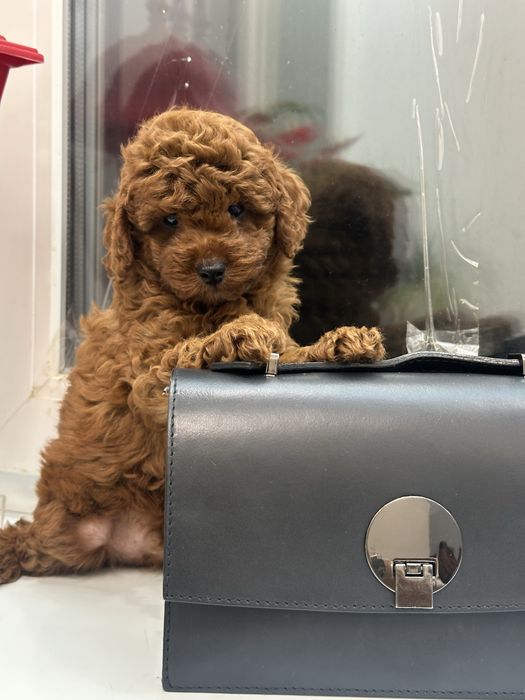 Щенки той пудель киев