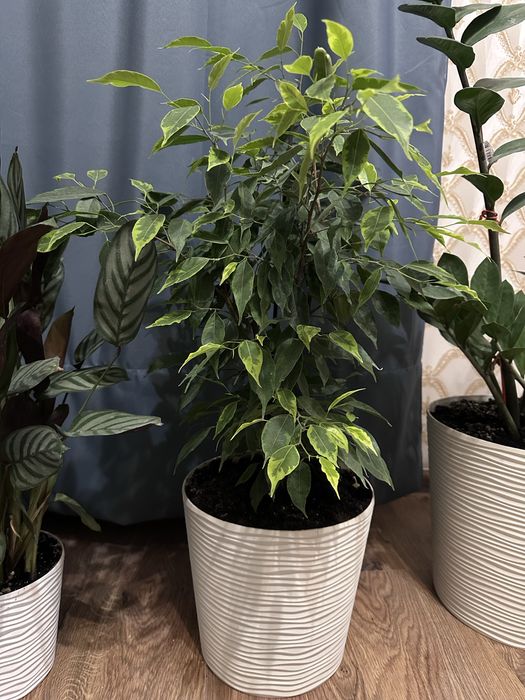 Фікус Бенджаміна 45см