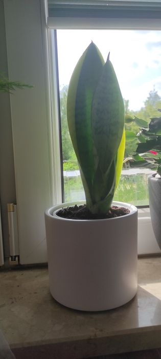 Sansewieria, sansevieria, Kielce