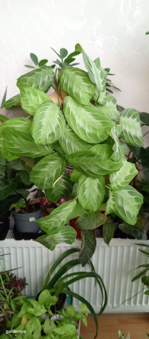 Сінгоніум пілея гібіскус вар сансевієрія лірата