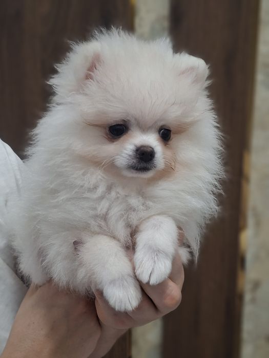 Szpic miniaturowy, pomeranian biały piesek