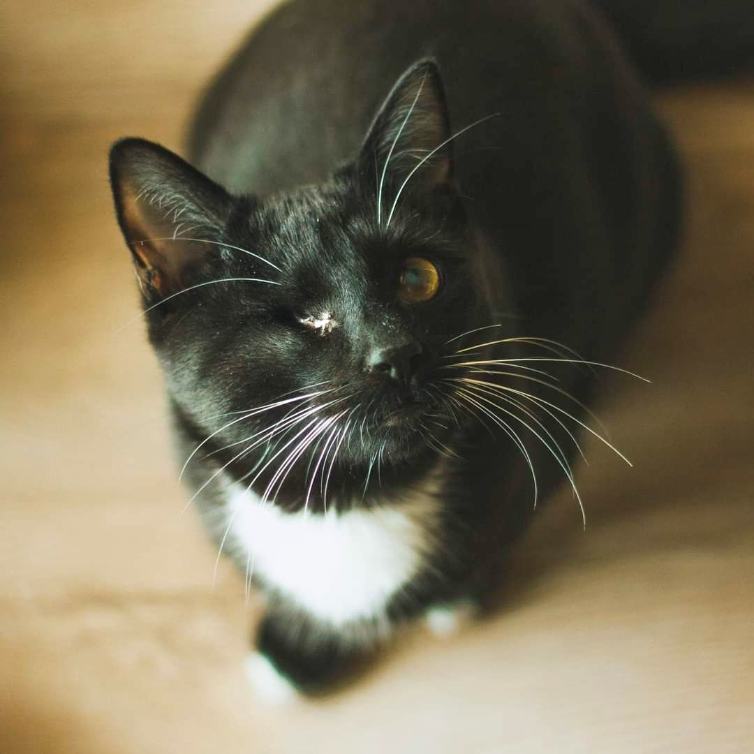 Marcepanek szuka domu czarno-biały kot adopcja adoptuj pingwinek kotek