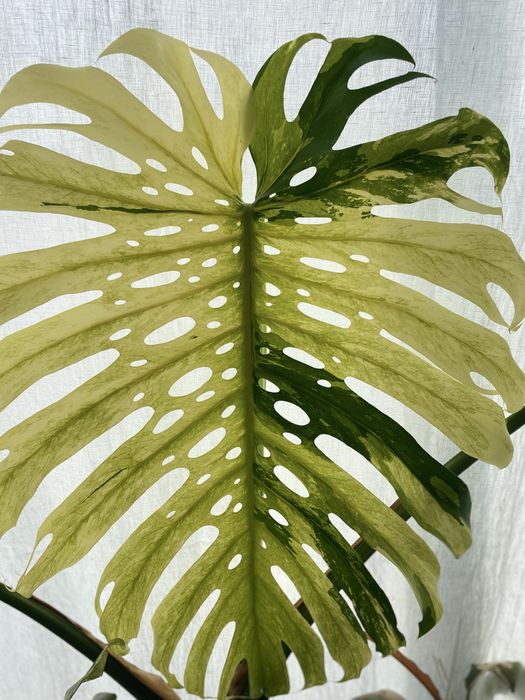 Dwulistny szczyt Monstera Mint