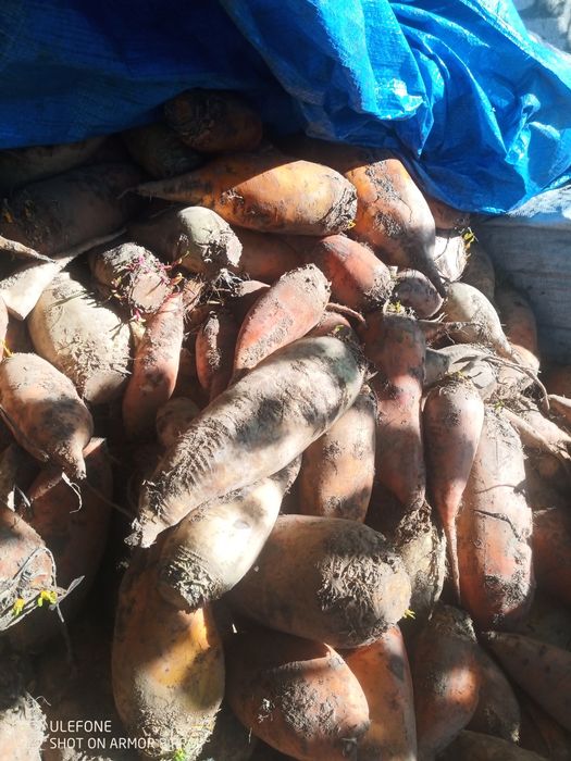 Буряк кормовий.     .