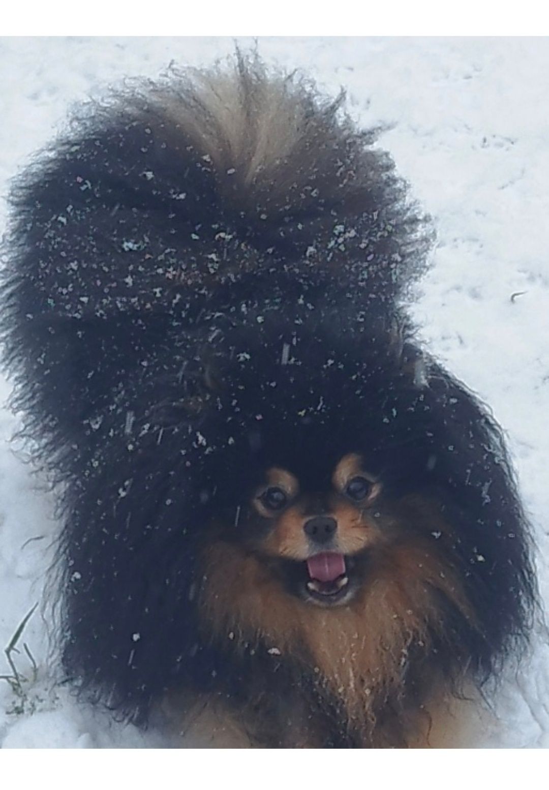Pomeranian szpic miniaturowy Zkwp Fci
