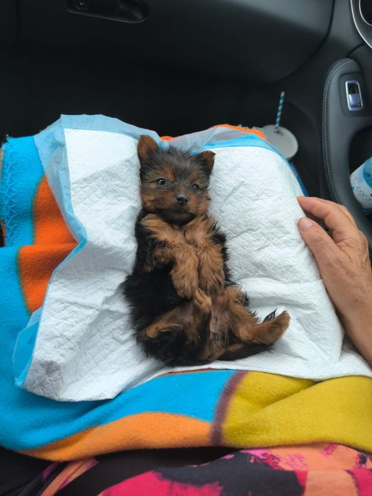 Yorkshire espetacular Macho