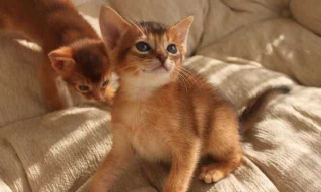 Кот абисинский, абиссинский котенок!