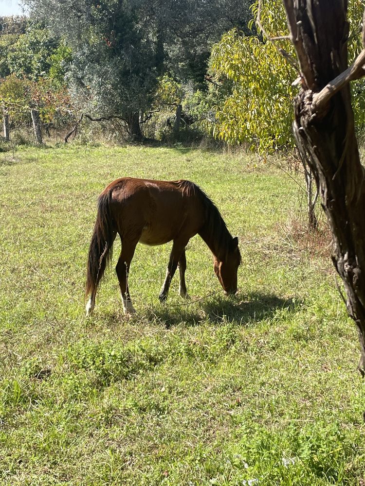 Égua 1 ano para venda