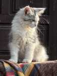 Maine Coon  kotka