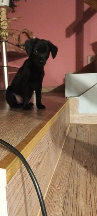 Lena. Dwumiesięczny szczeniak.