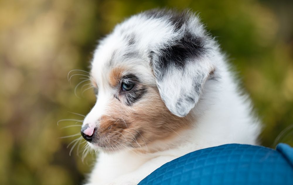 Zarezerwowany: Owczarek australijski (typ amerykański) - Piesek Blue M