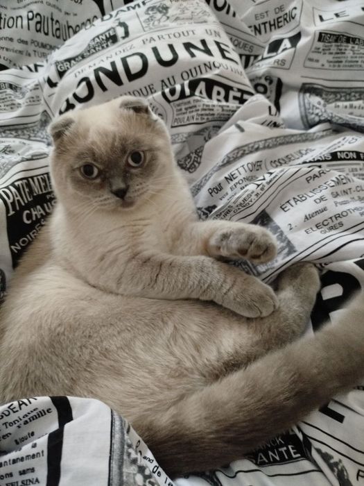 вислоухий шатландец Эм приглашает на случку