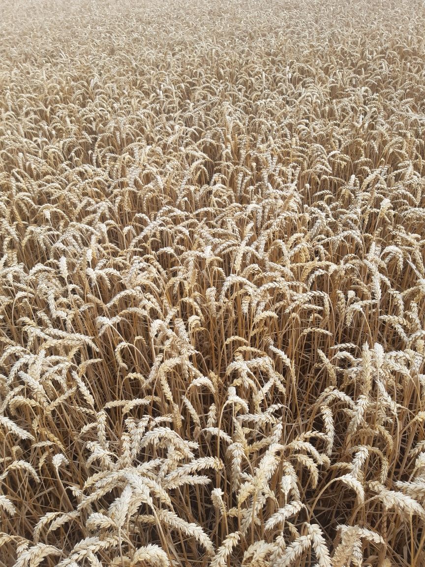 Łubin.seradela.nostrzyk.pszenżyto.rzodkiew.facelia.gryka.owies