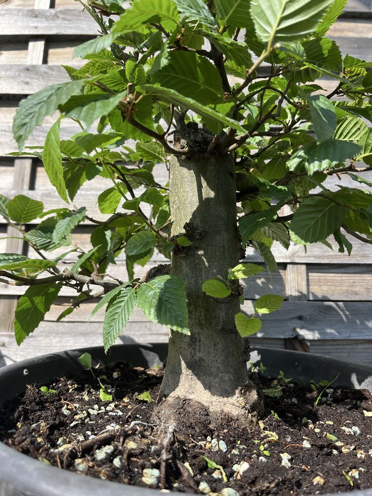 prebonsai materiały graby,klon bonsai