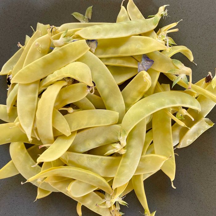 Semenes de Ervilha de vagem ROXA