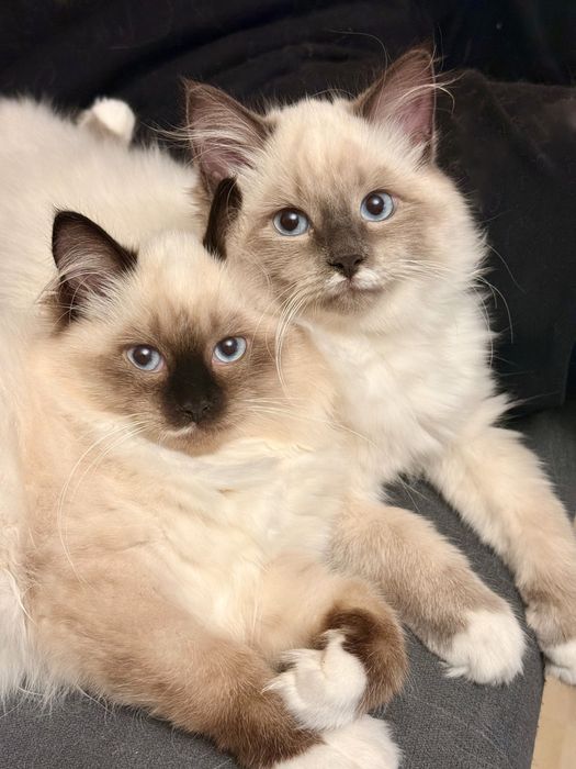 Kocięta syberyjskie Neva Masquerade rodowód WCF