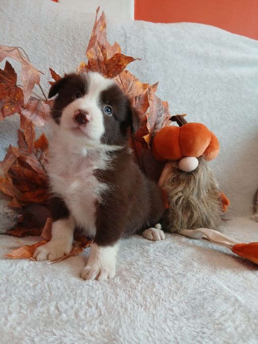 Border collie czekoladowo białe