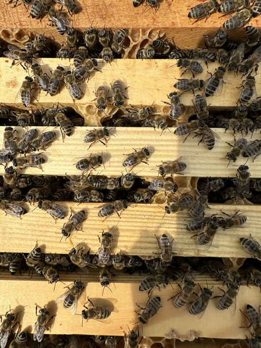 Бджолопакети карпатської породи