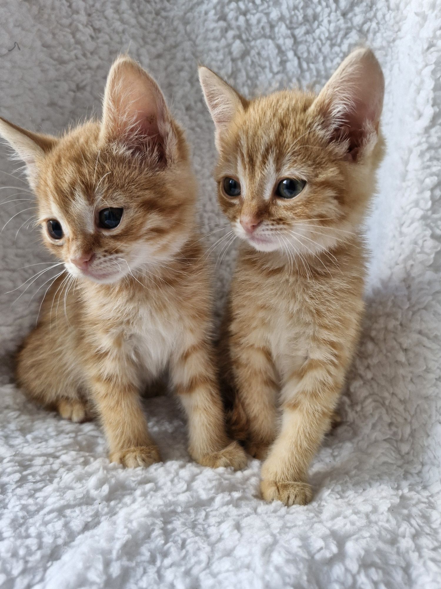 Маленькі кошенята