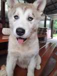 Szczeniak Siberian Husky
