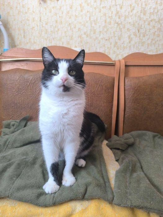 Віддам_ кошки_ коти_ шельма