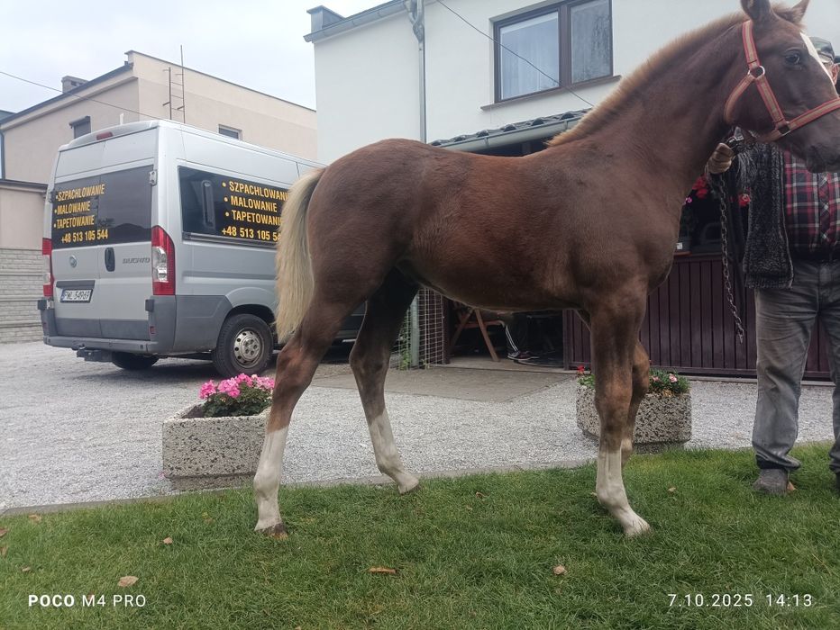 Witam zamienię dwa źrebaki