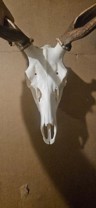 Poroże jelenia byka ósmak