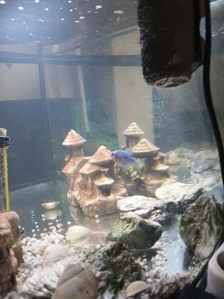 Sprzedam akwarium 40l.