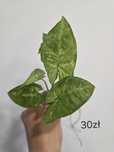 Syngonium Panda sadzonki szczytowe szczyt