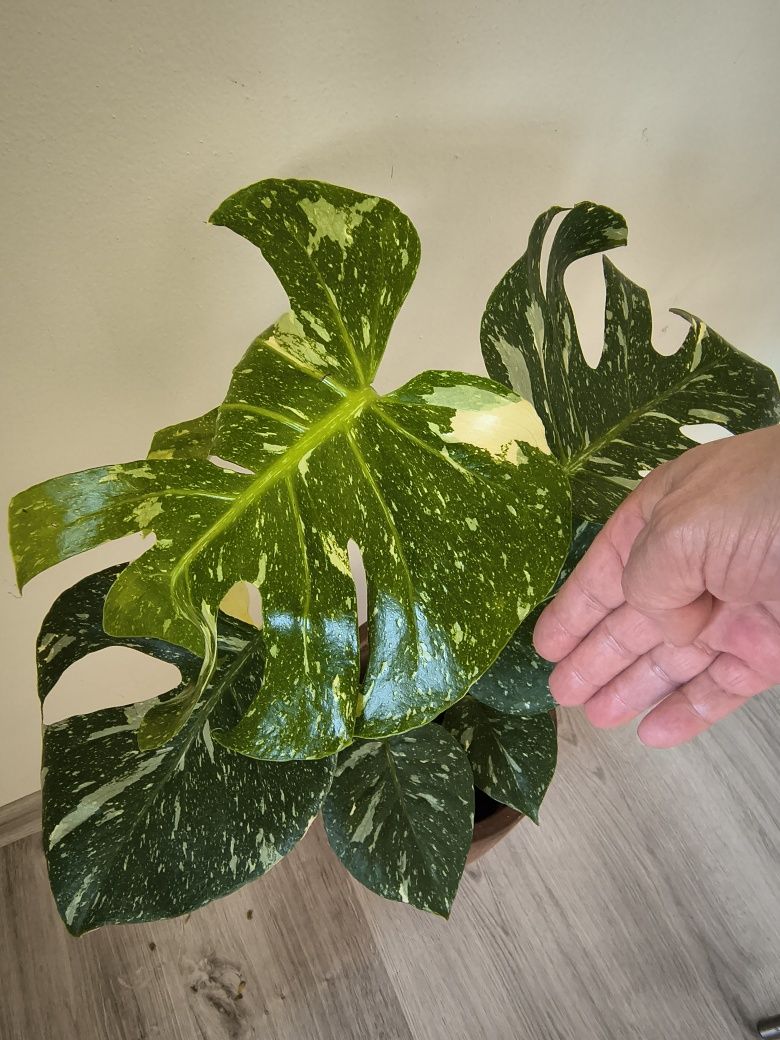 Monstera Variegata 50 cm