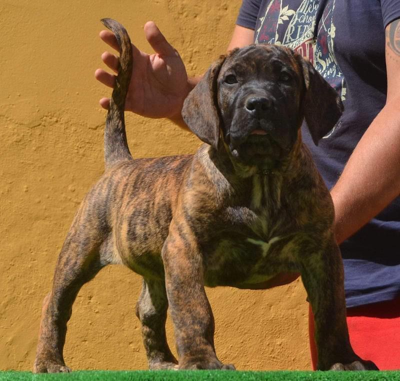 Cão de “Presa Canário”