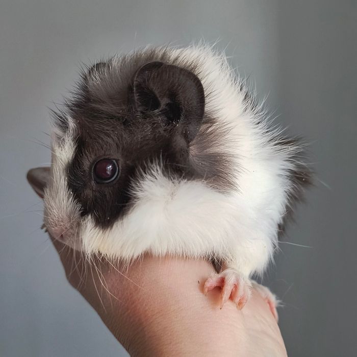 Świnki morskie 5 tygodni