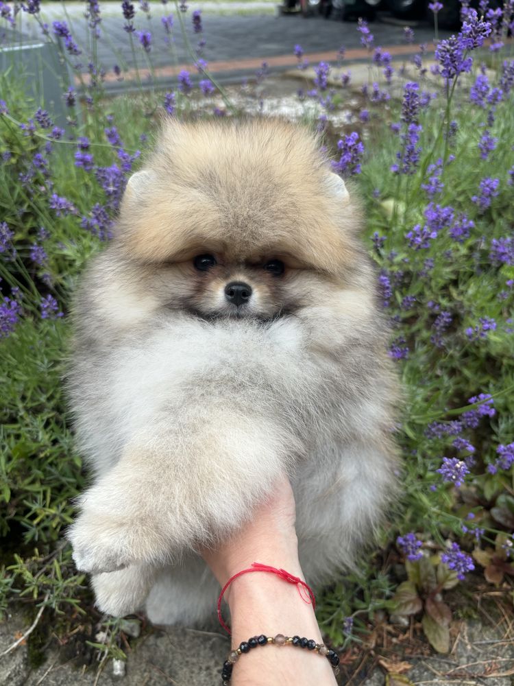 Szpic miniaturowy/ FCI /boo/ Piesek /Pomeranian ZKwP