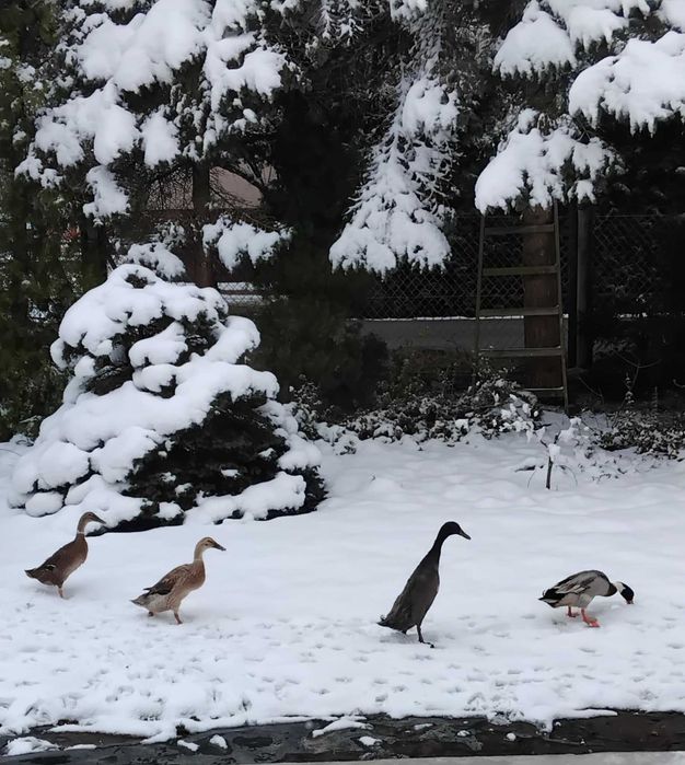 Kaczki BIEGUSY Indyjskie