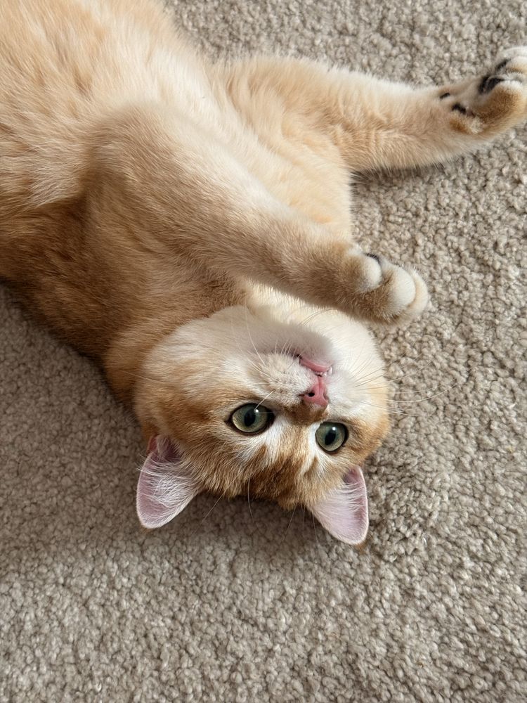 Gatinha british shorthair Golden para Acasalar