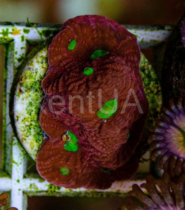 Продам живі корали для морського акваріума