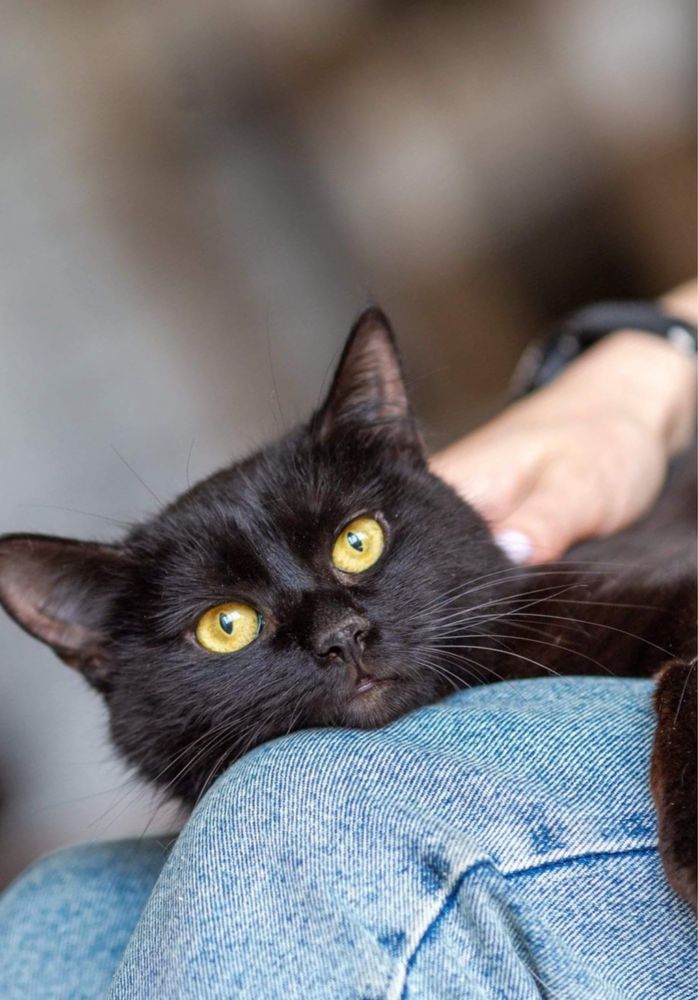 Черная кошка Багира, 3 года, красивая кошка, котенок