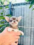 Unikat blue piesek Chihuahua gen niebieski szary mały xs z rodowodem