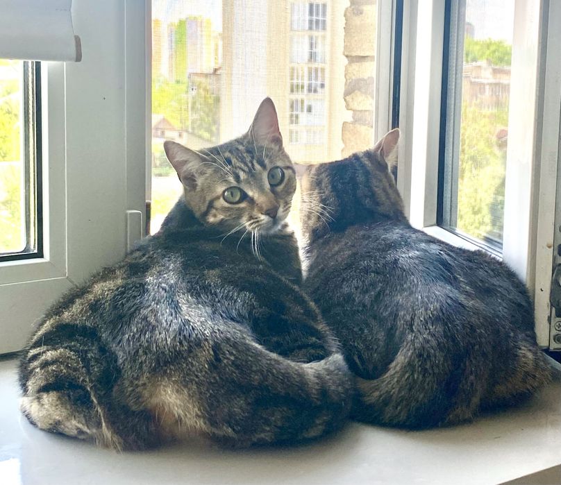 Щітка для грумінгу, для вичісування шерсті улюбленців