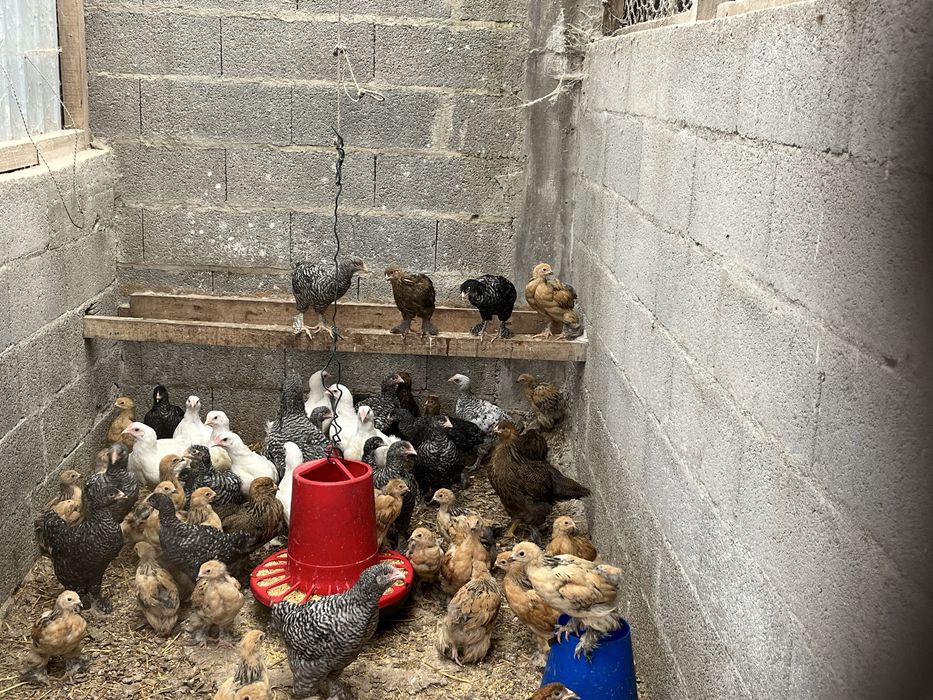 Pintos e frangos de varias raças