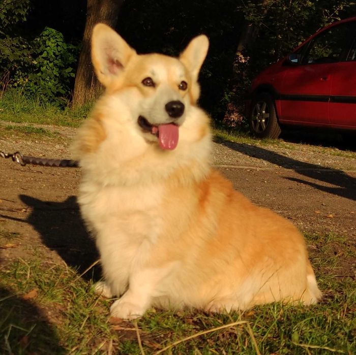 Welsh Corgi Pembroke FCI/ZKwP długi ogon pies hodowlany do sprzedania