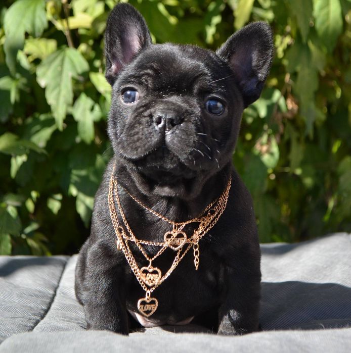 Тігрова   дівчинка неймовірна