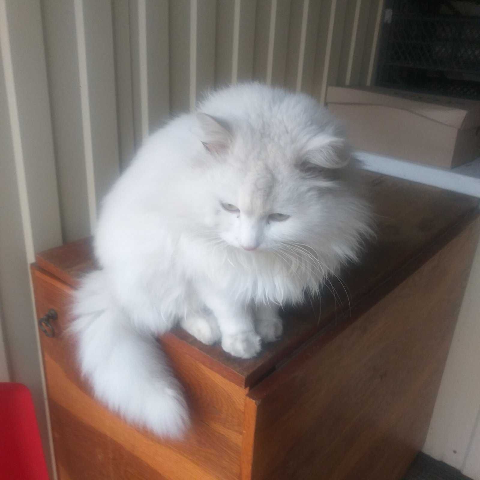 Котик білий красунчик