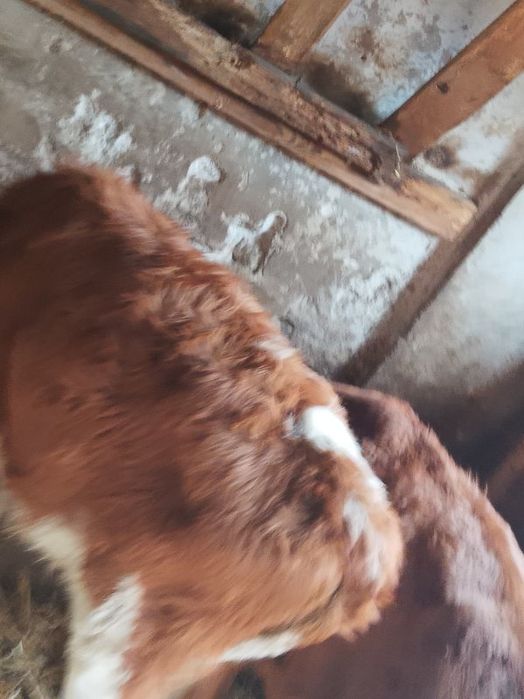 Sprzedam odsadki jałoweczki